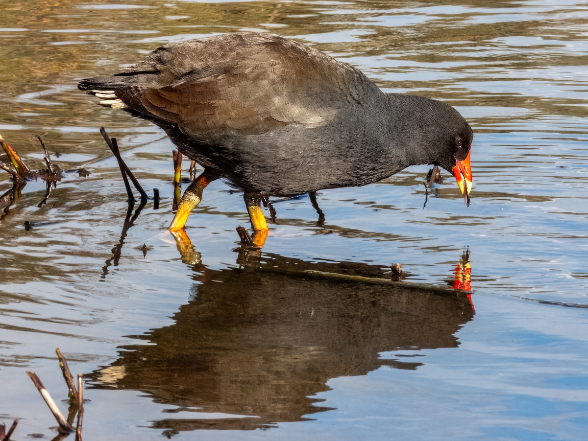 Dusky Moorhen - ML621502489