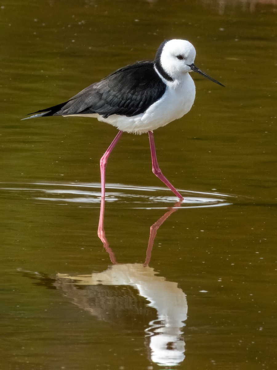 Pied Stilt - ML621502496