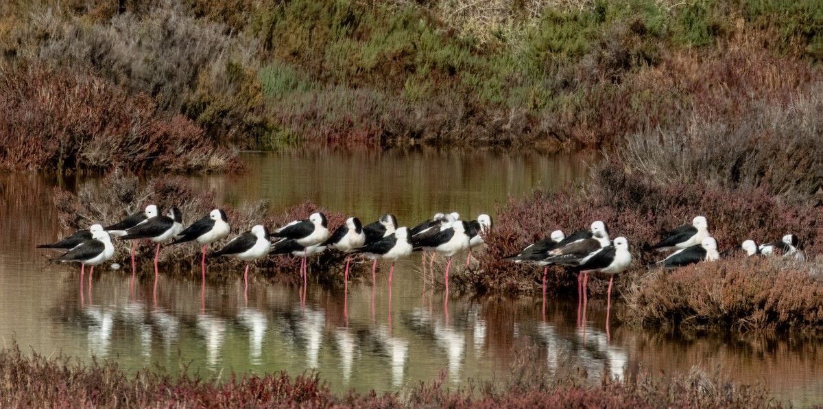 Pied Stilt - ML621502499