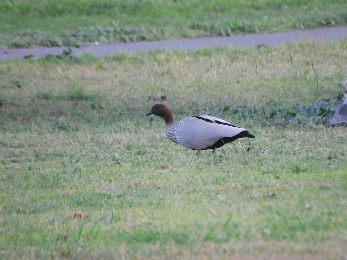 Maned Duck - ML621502500
