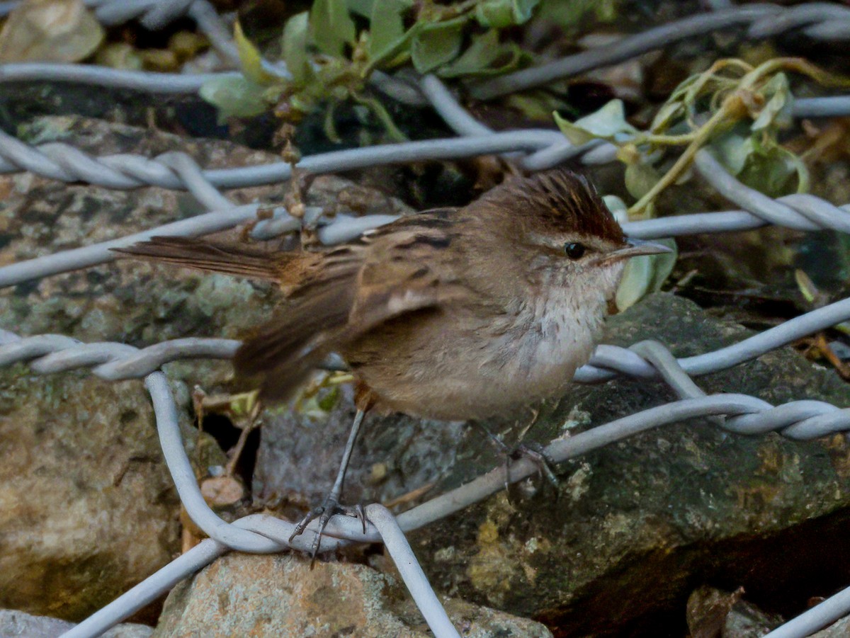 Little Grassbird - ML621502502