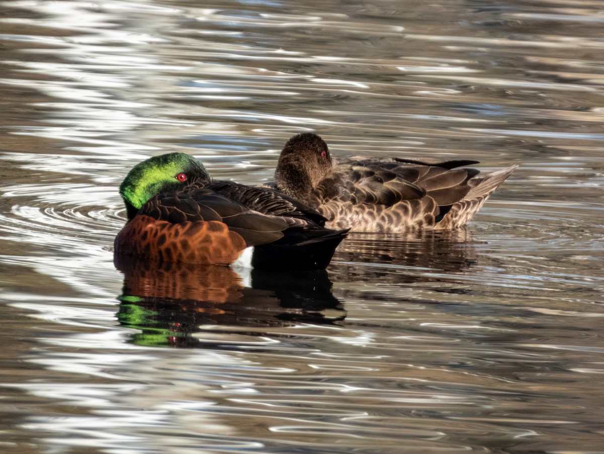 Chestnut Teal - ML621502503