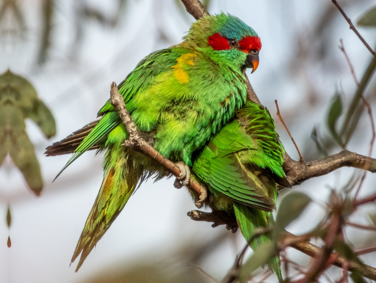 Musk Lorikeet - ML621502504