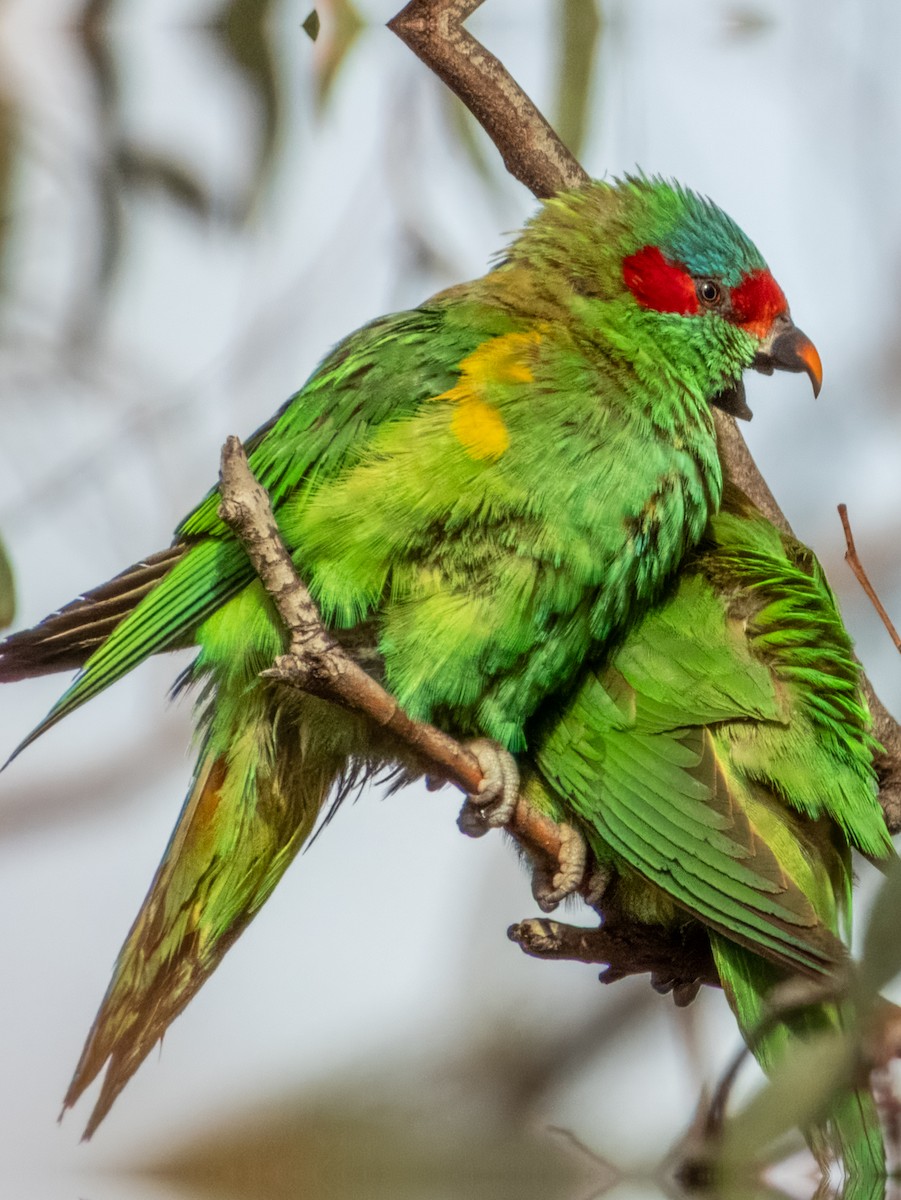 Musk Lorikeet - ML621502505