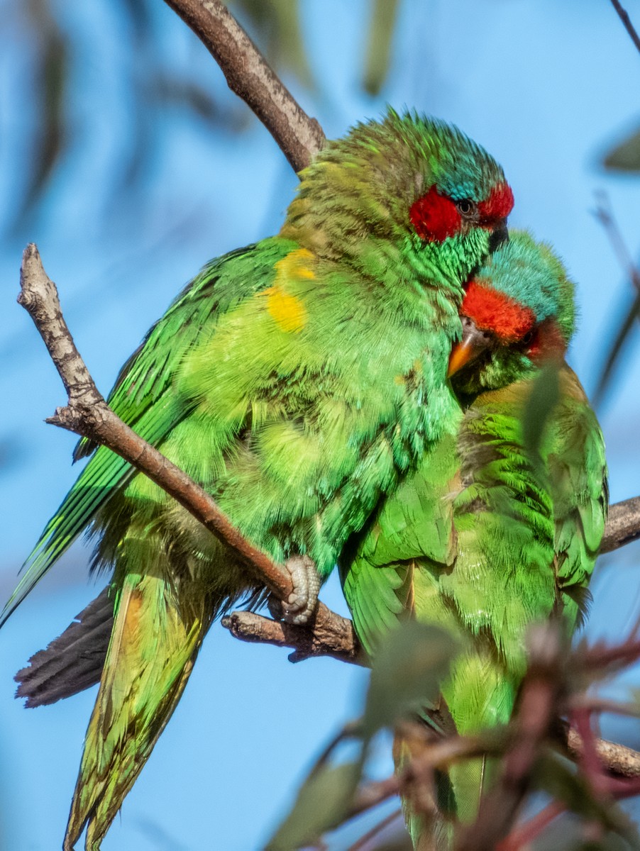 Musk Lorikeet - ML621502506