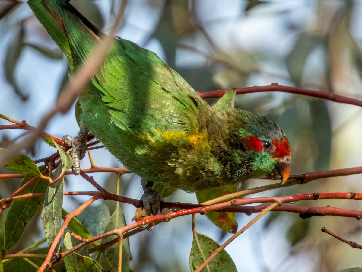 Musk Lorikeet - ML621502508