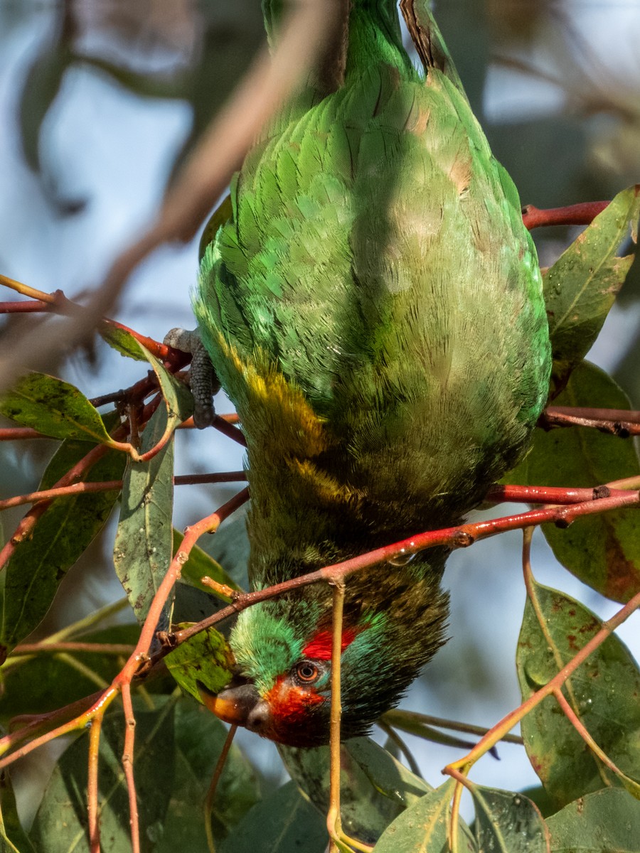 Musk Lorikeet - ML621502509