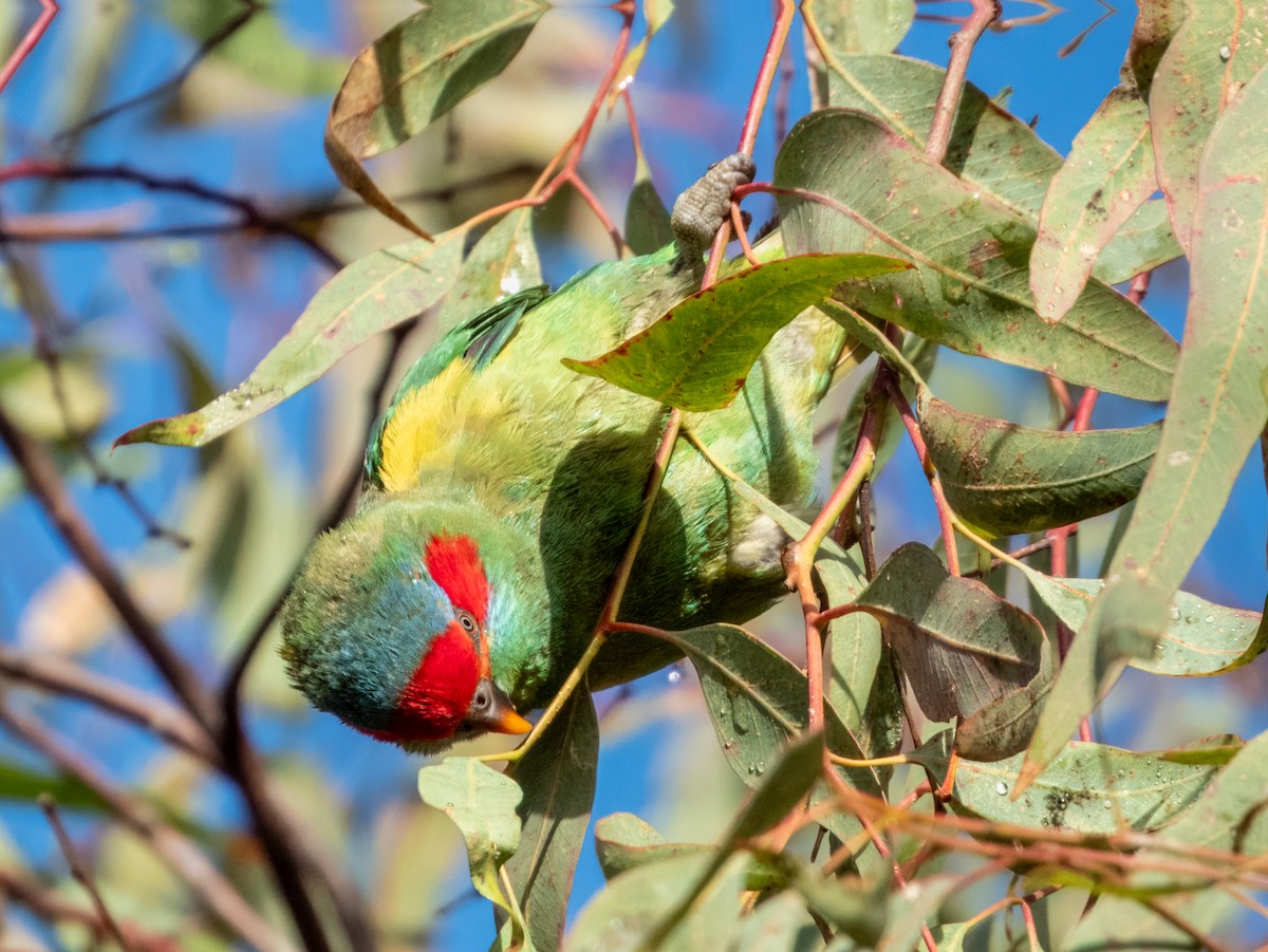 Musk Lorikeet - Imogen Warren