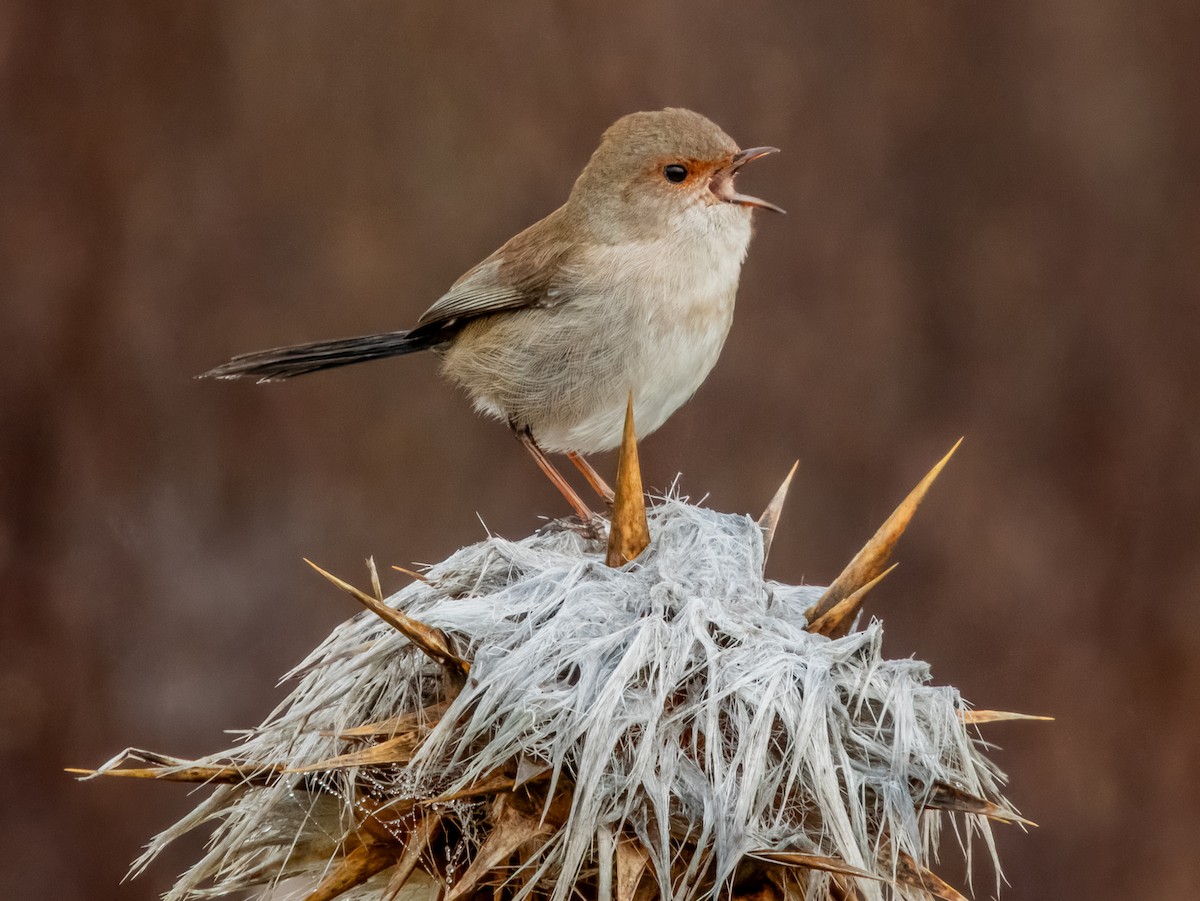 Superb Fairywren - ML621502511