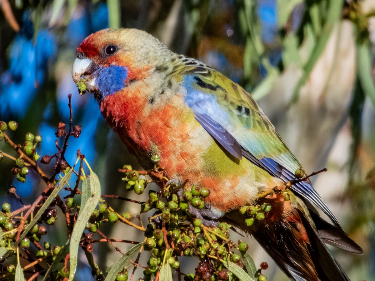 Crimson Rosella (Adelaide) - ML621502514