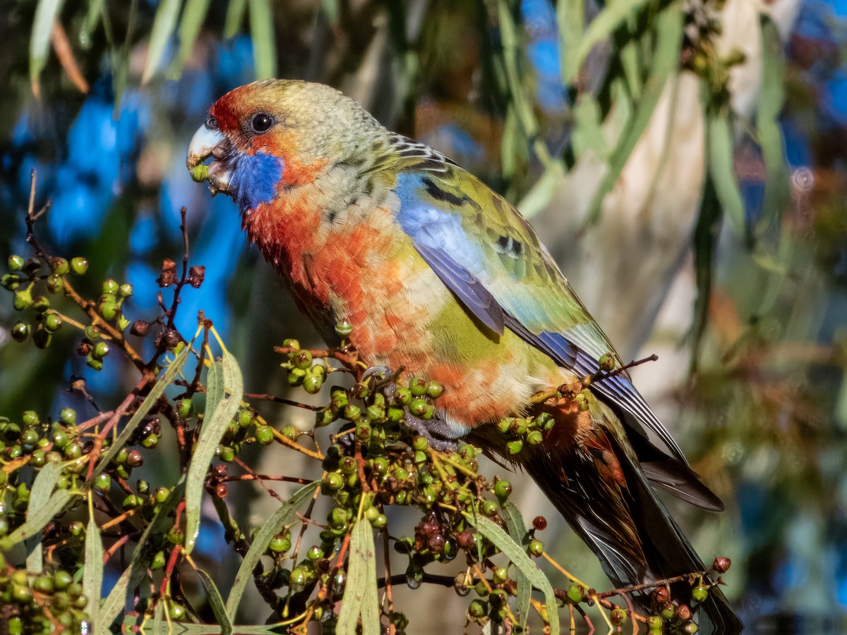 Crimson Rosella (Adelaide) - ML621502516