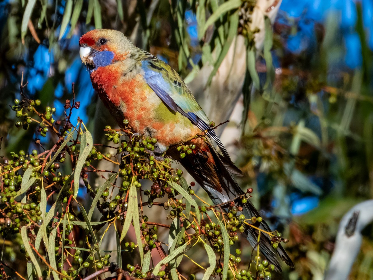 Crimson Rosella (Adelaide) - ML621502522