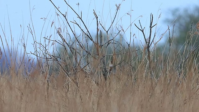 Savi's Warbler - ML621502537