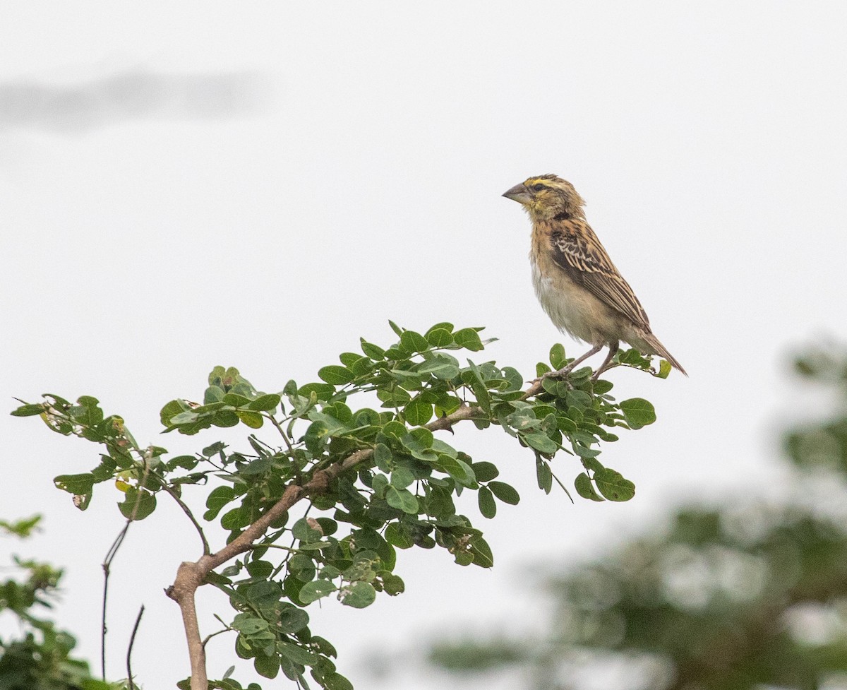 Golden-backed Bishop - ML621502540