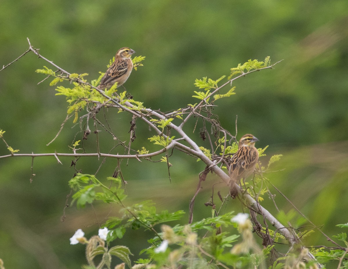 Golden-backed Bishop - ML621502544