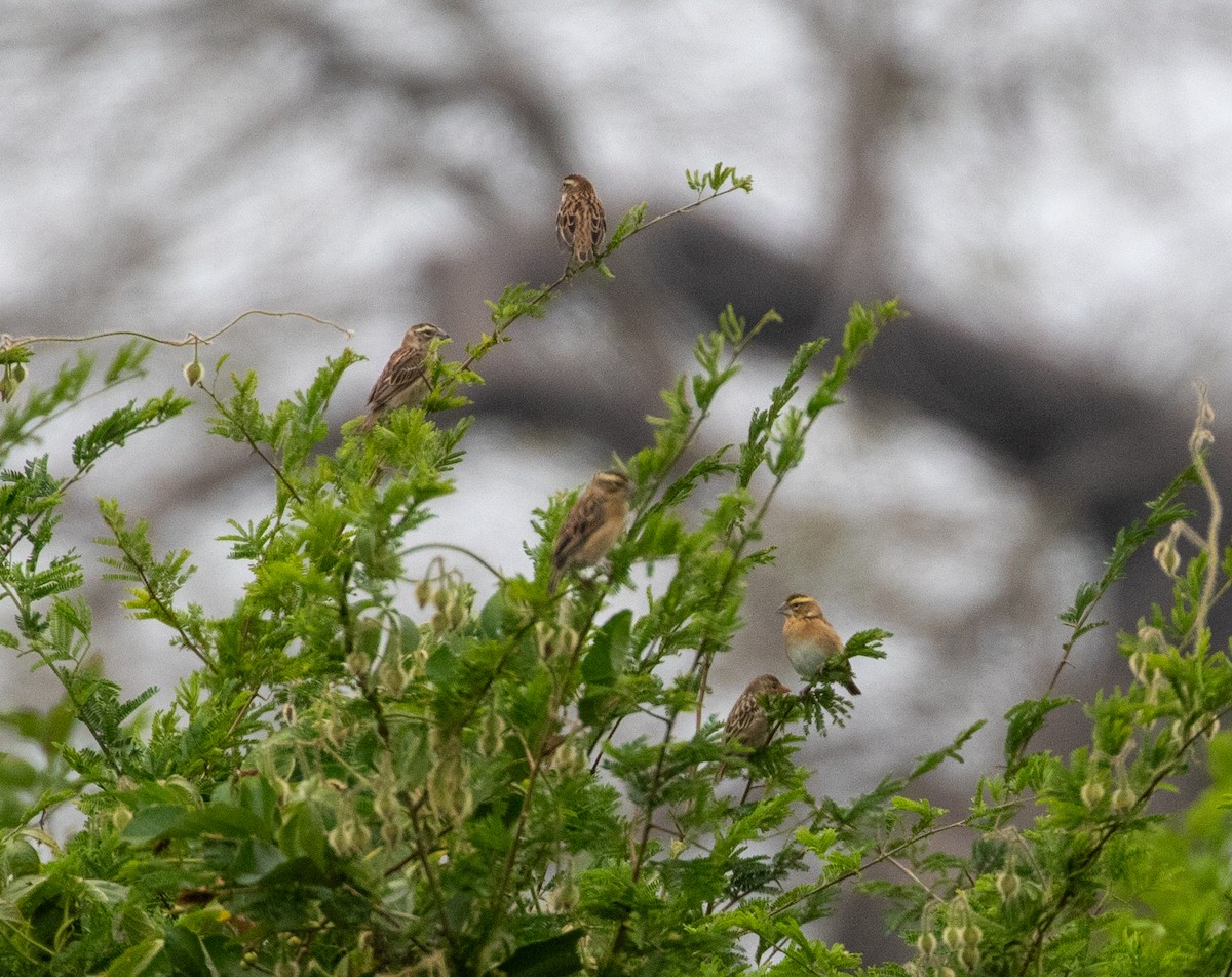 Golden-backed Bishop - William Price