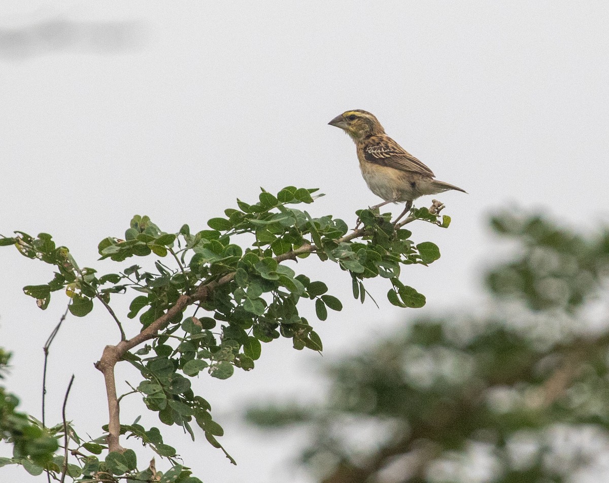 Golden-backed Bishop - ML621502557