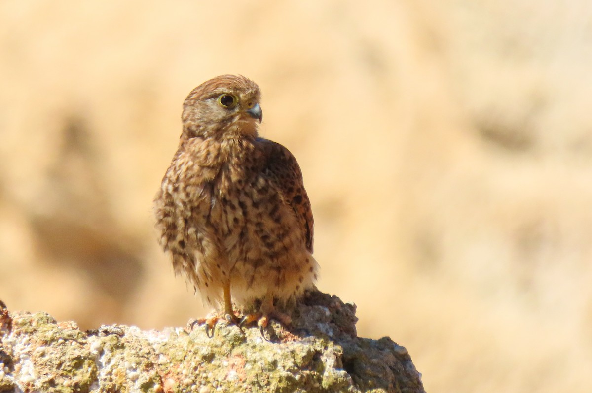 Eurasian Kestrel - ML621502740