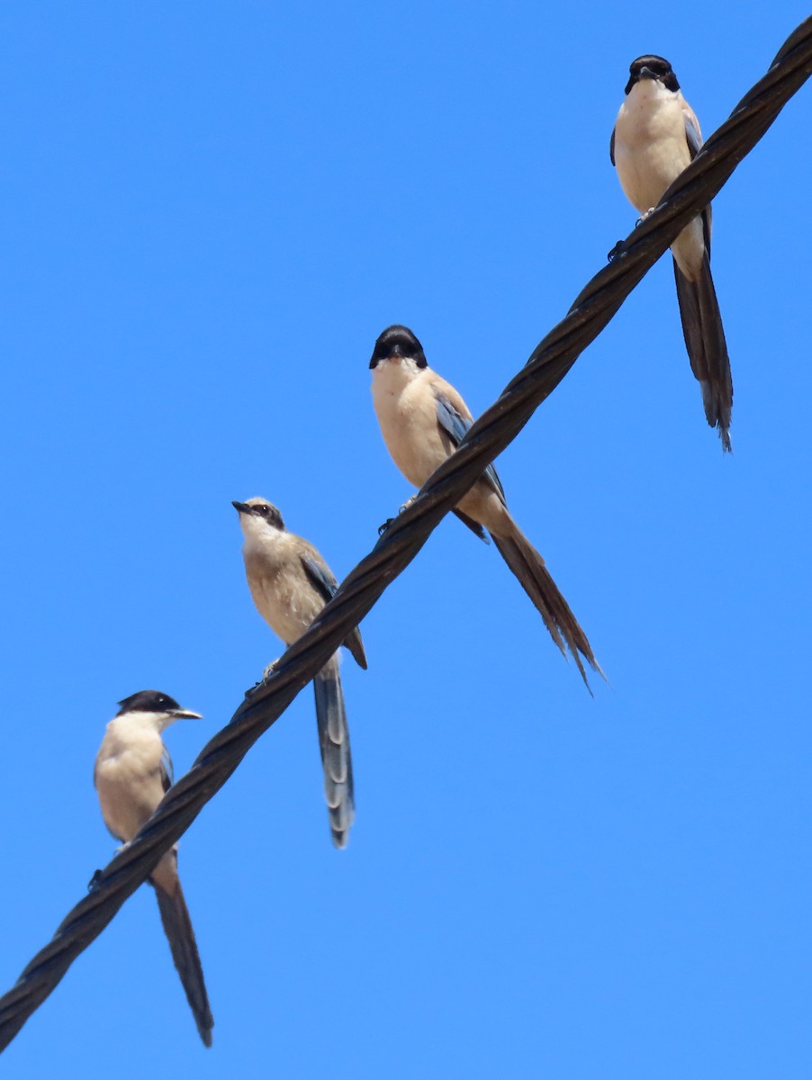 Iberian Magpie - ML621502741