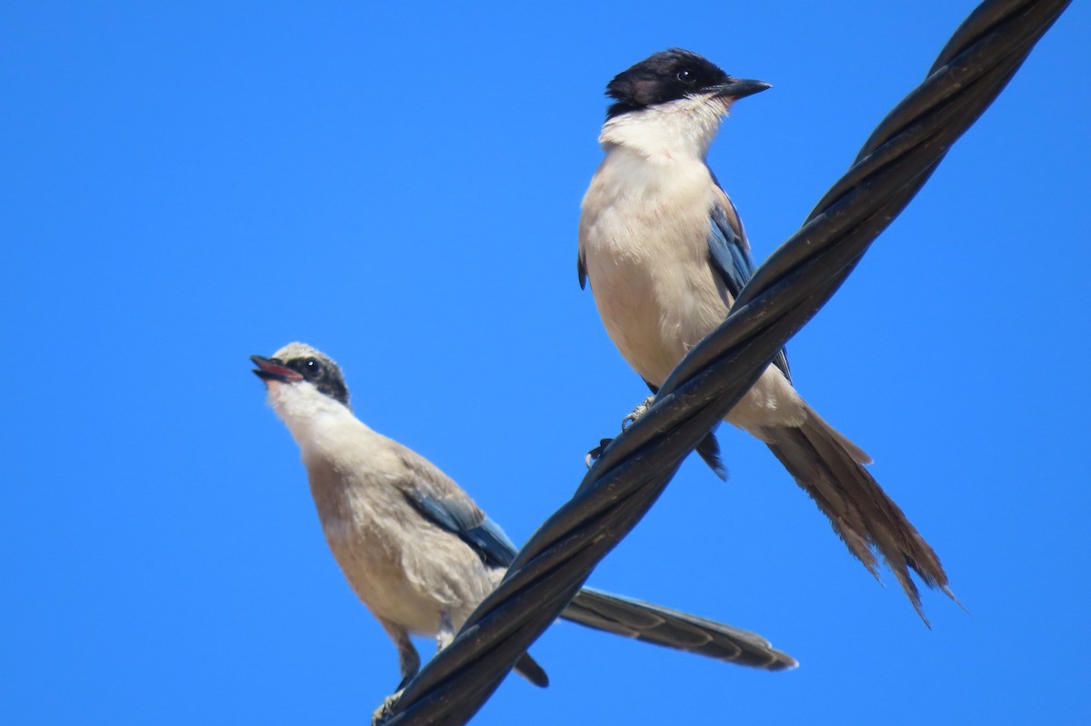 Iberian Magpie - Dinis Nascimento