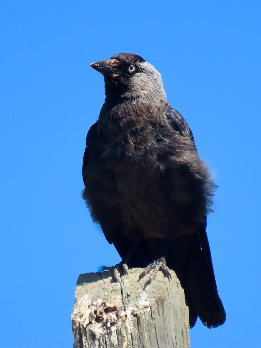 Eurasian Jackdaw - ML621502747