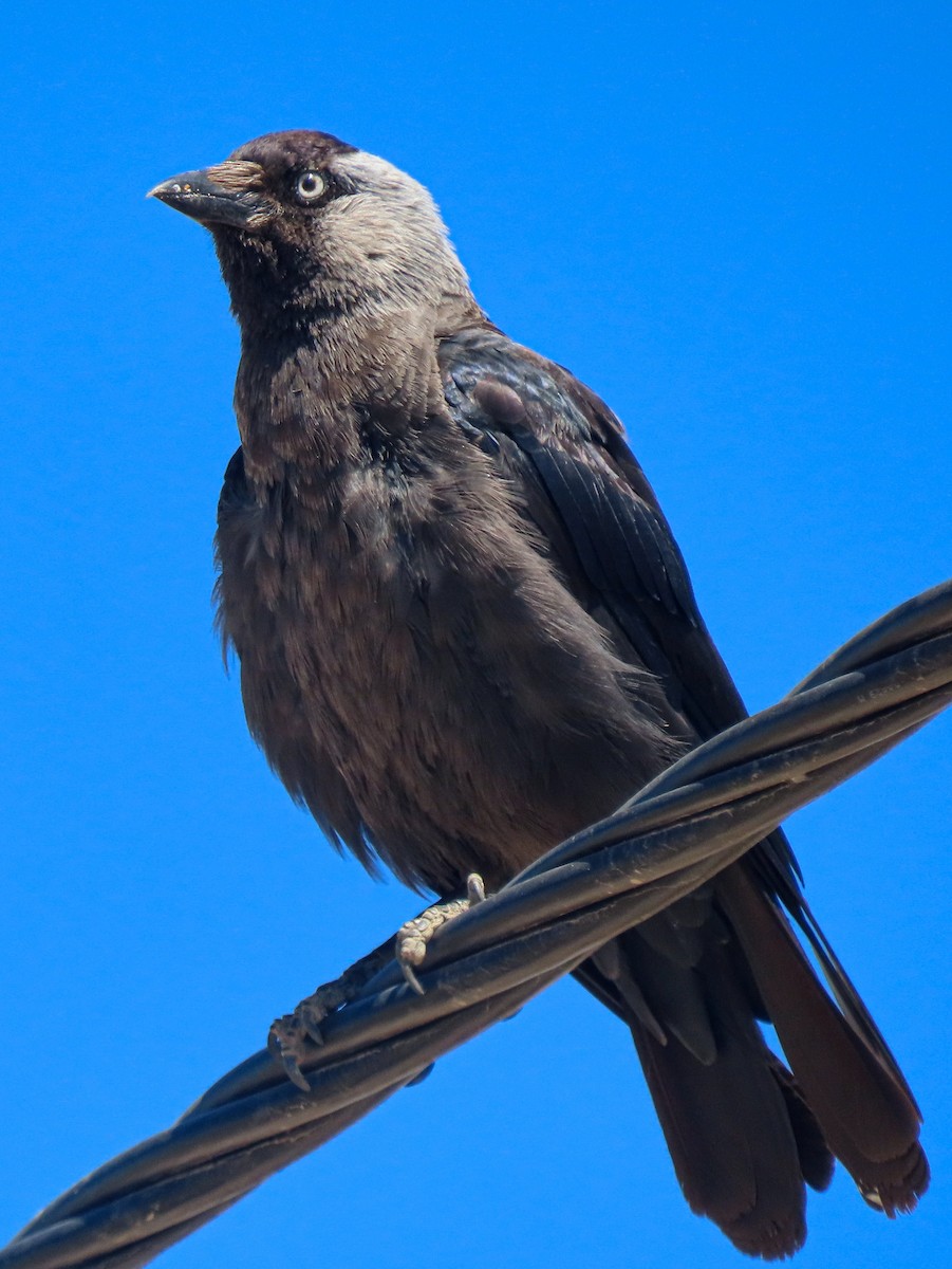 Eurasian Jackdaw - ML621502748