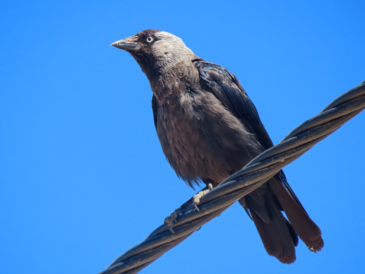 Eurasian Jackdaw - ML621502749