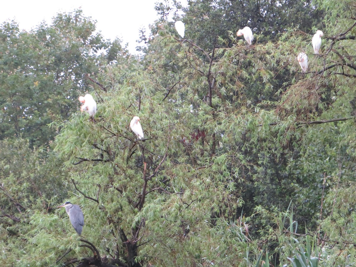 Western Cattle Egret - ML621502804