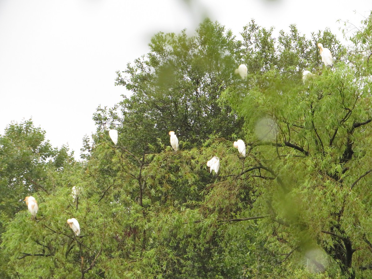 Western Cattle Egret - ML621502814