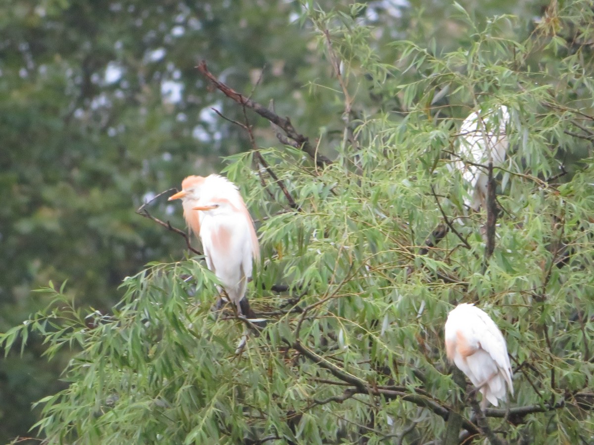 Western Cattle Egret - Margarida Azeredo