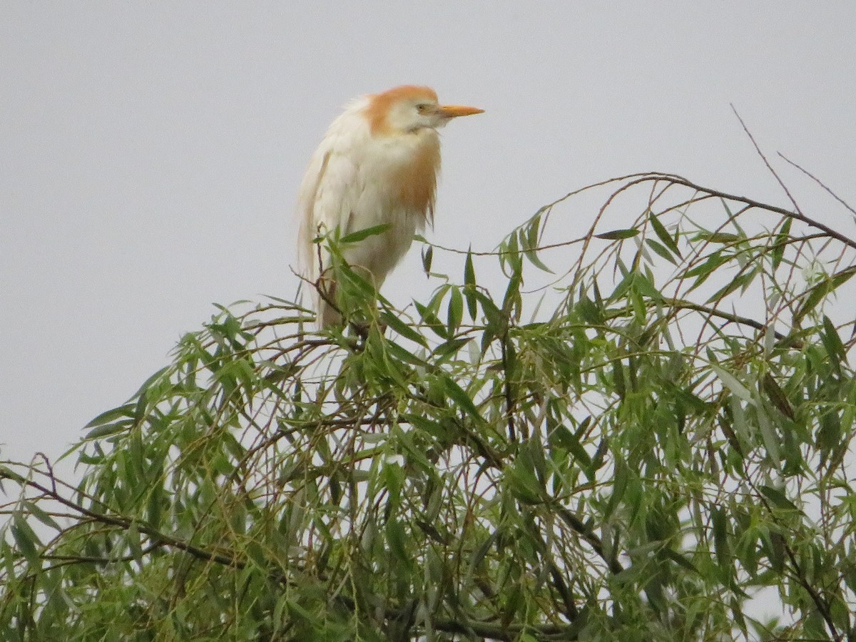 Western Cattle Egret - ML621502824