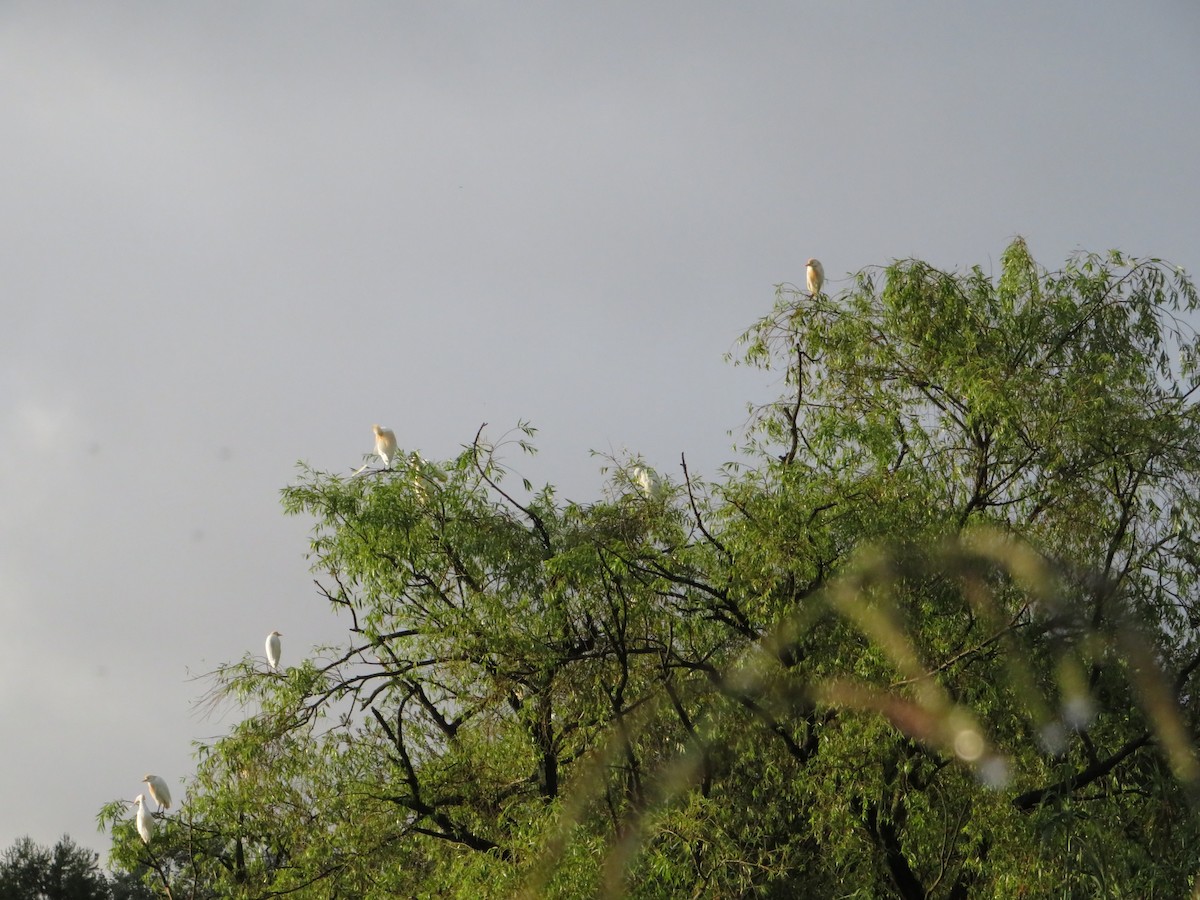 Western Cattle Egret - ML621502831