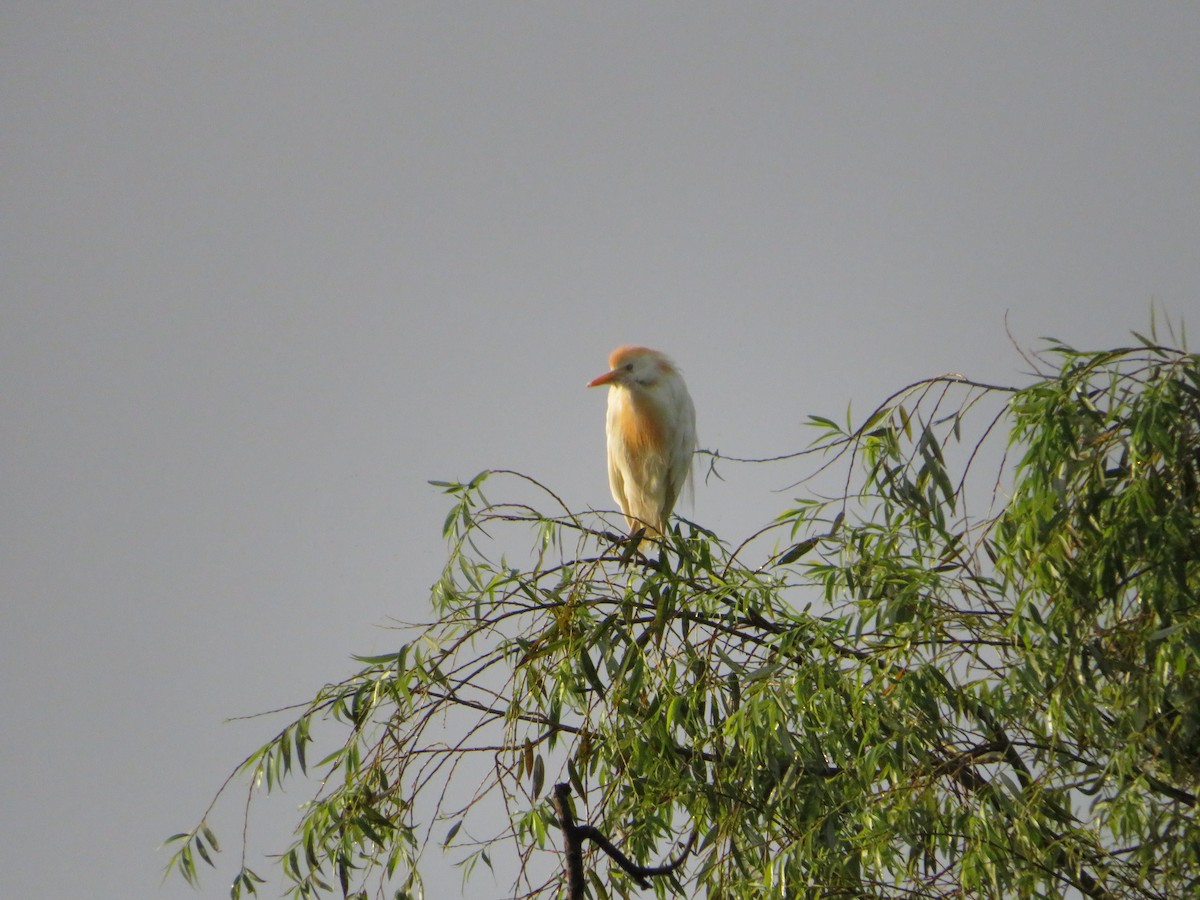 Western Cattle Egret - ML621502834