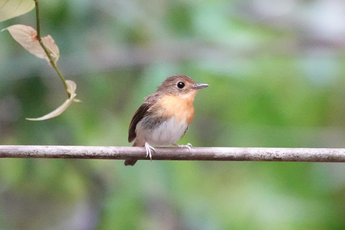 Rufous-chested Flycatcher - ML621502857