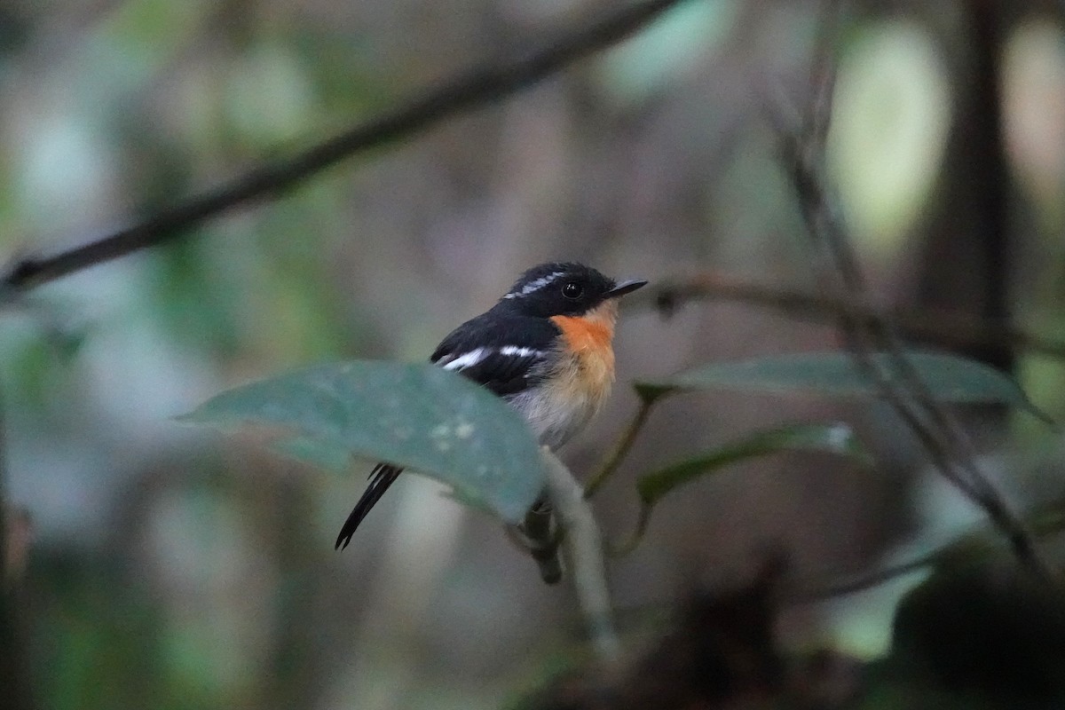 Rufous-chested Flycatcher - ML621502863