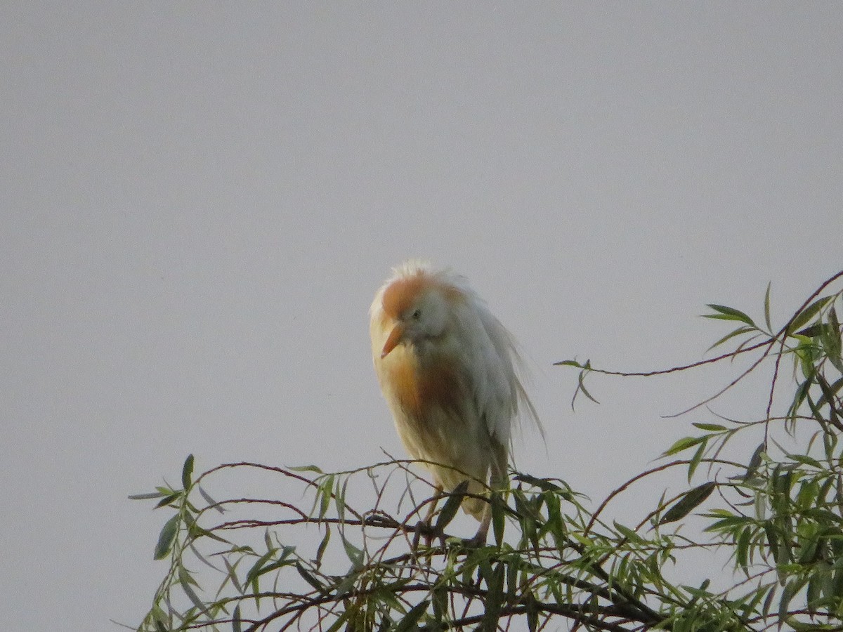 Western Cattle Egret - ML621502868