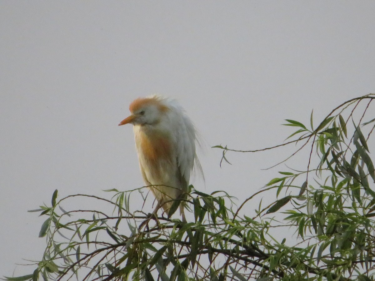 Western Cattle Egret - Margarida Azeredo