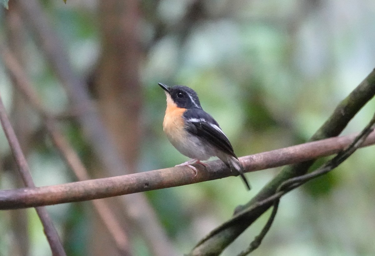 Rufous-chested Flycatcher - ML621502897