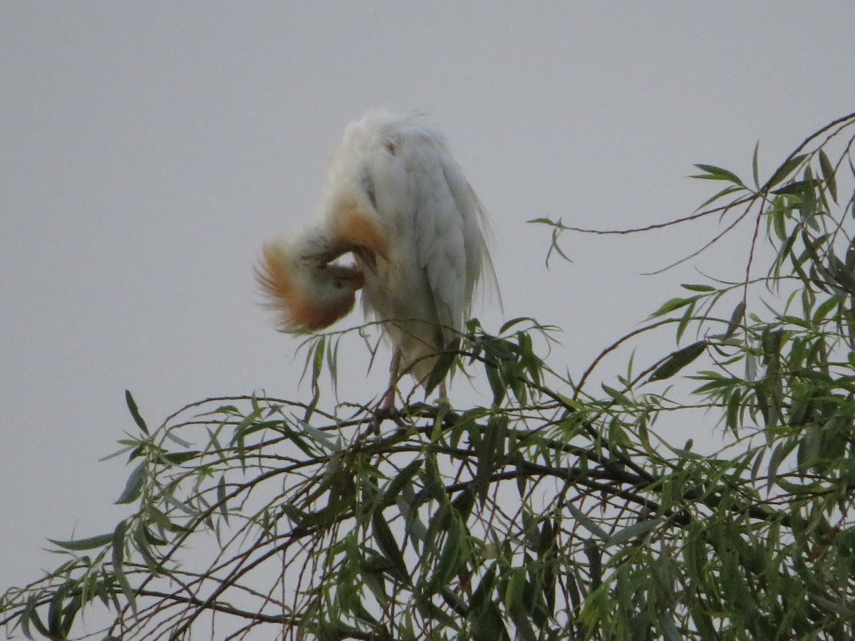 Western Cattle Egret - ML621502902