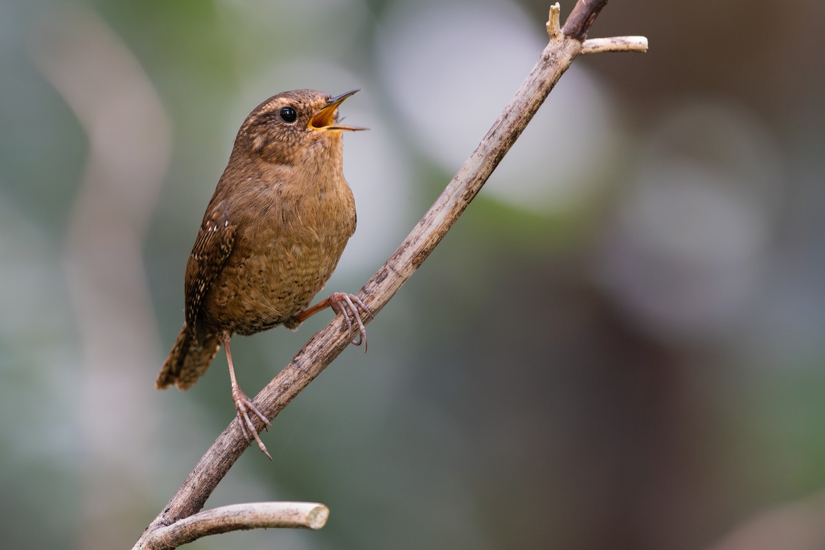 Pacific Wren - ML621502916