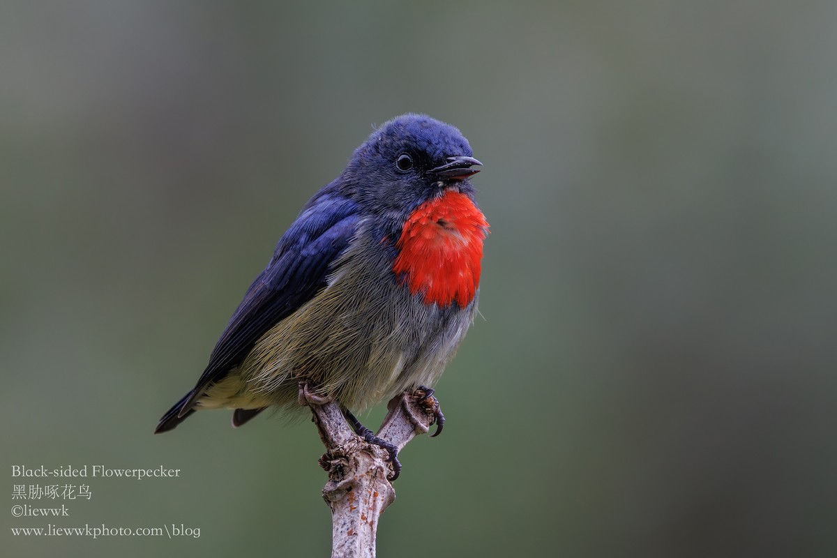 Black-sided Flowerpecker - liewwk Nature