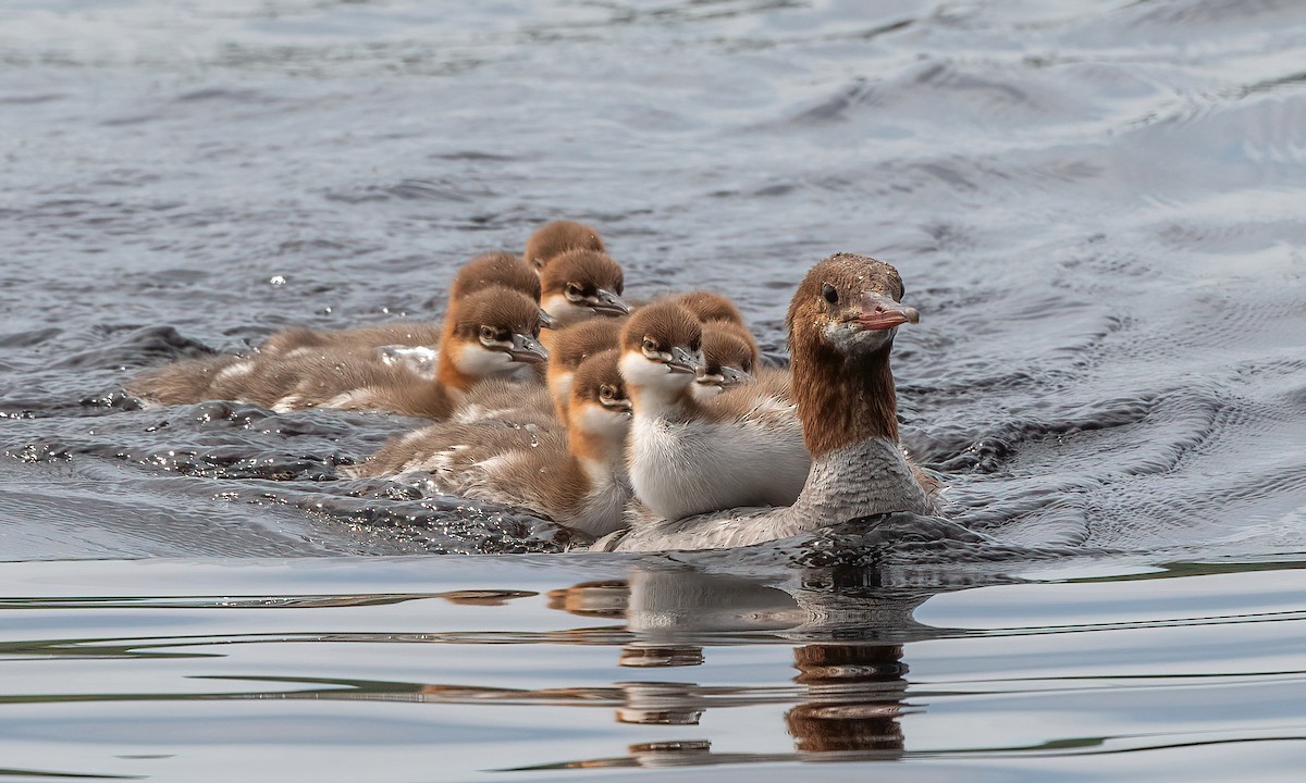 Common Merganser - ML621503014