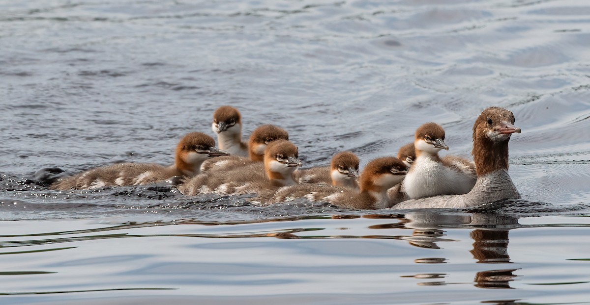 Common Merganser - ML621503017