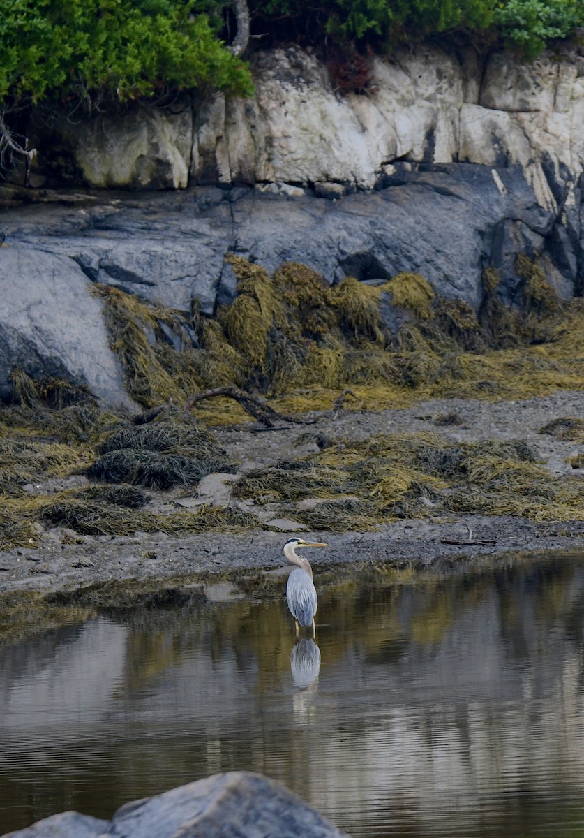 Great Blue Heron - ML621503038