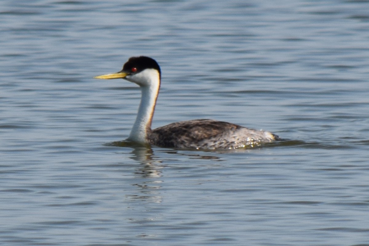 Western Grebe - ML621503042