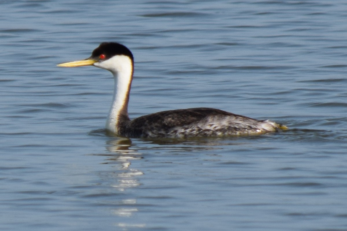 Western Grebe - ML621503043