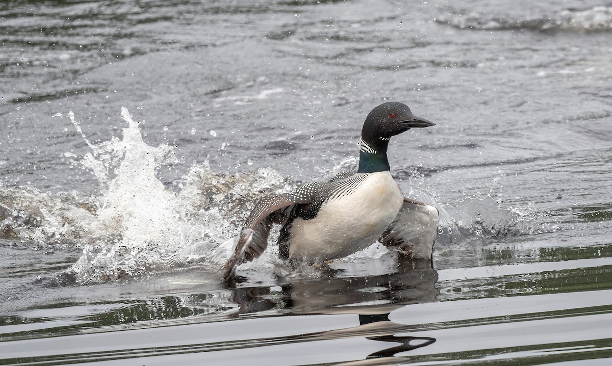 Common Loon - ML621503051