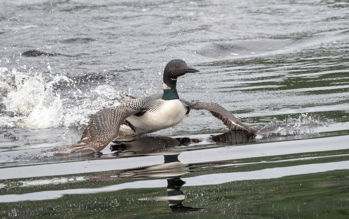 Common Loon - ML621503052