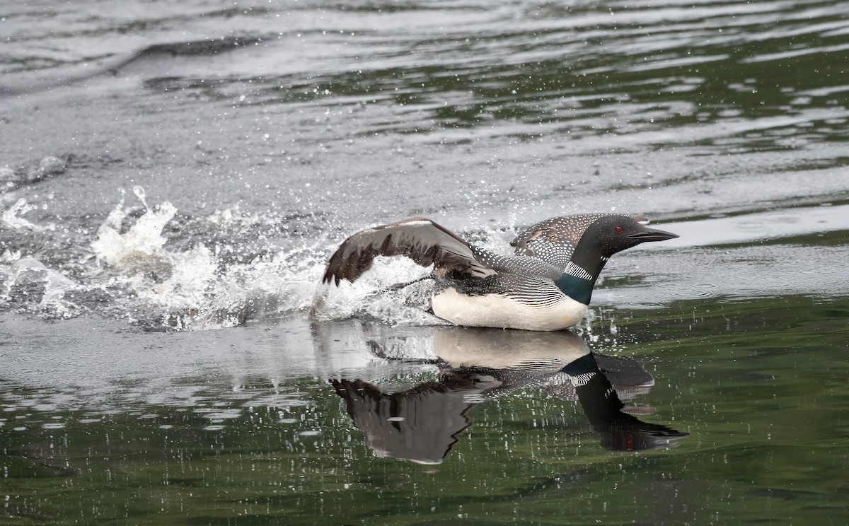 Common Loon - ML621503054