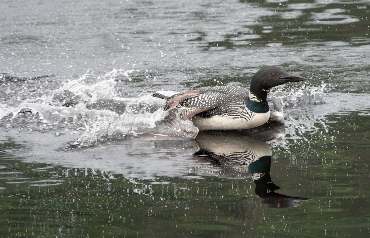 Common Loon - ML621503057